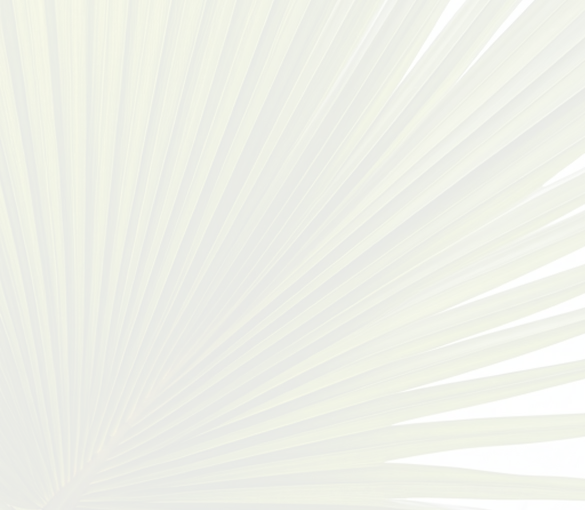 Palm leaves background with filtered sunlight
